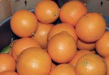 오렌지 효능 및 부작용 고르는법 보관법