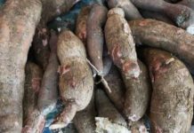 카사바 효능 및 부작용 먹는법 타피오카 차이