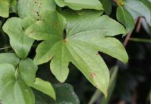 단풍마 효능과 부작용 채취시기 먹는 방법