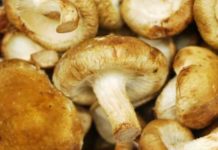 표고버섯 효능과 부작용 먹는 방법 보관법