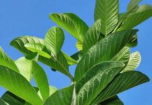 구아바잎 효능과 부작용 말리는법 차 끓이는법