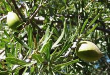 아르간 오일 효능과 부작용 먹는법 사용법